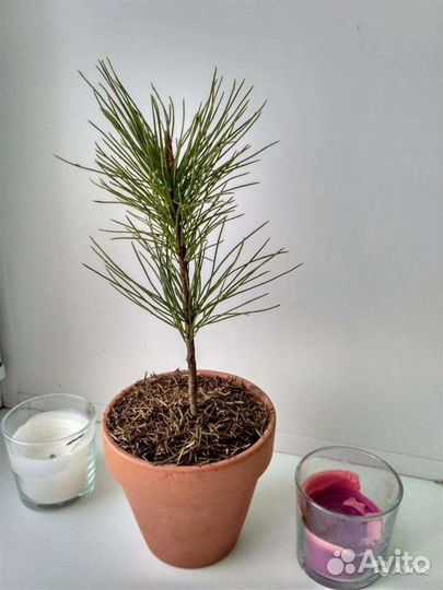 Живой подарок к празднику Кедр иЕлка Сосна