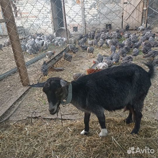 Продаются дойные козы