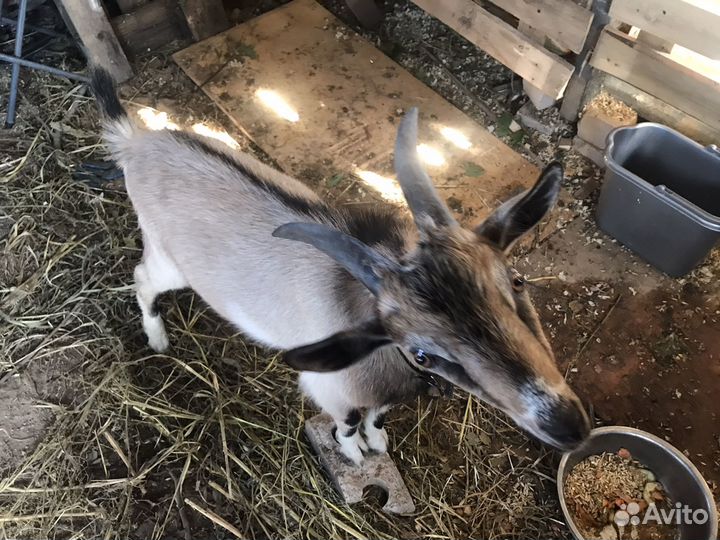 Козел,папа ламанча, мама альпочешка4,5мес