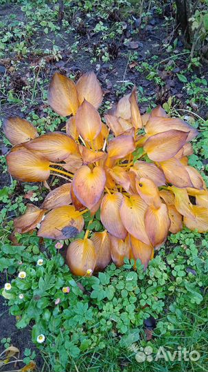 Хоста голубая