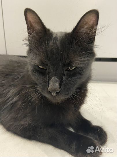 Найдена кошка,спасите девочку