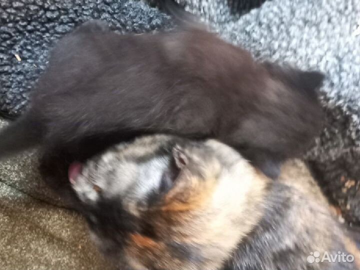 Отдам котенка в добрые руки