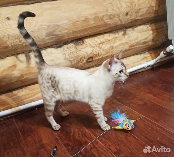 Бенгальский котик