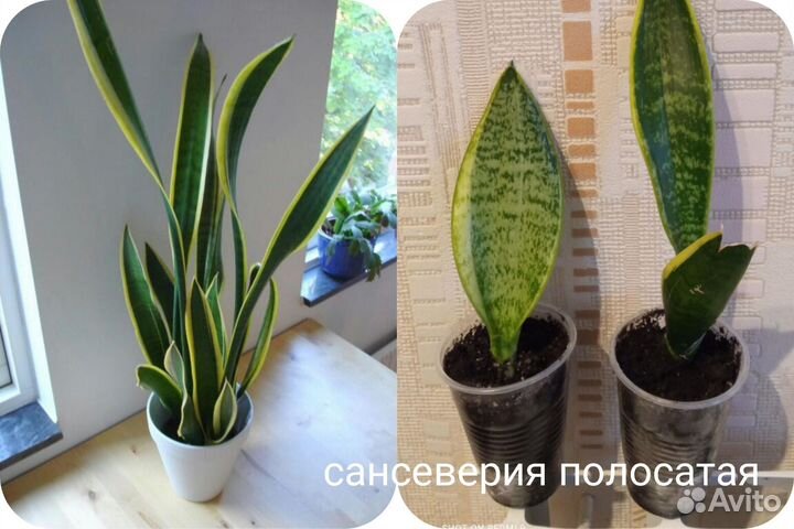 Продам комнатные растения