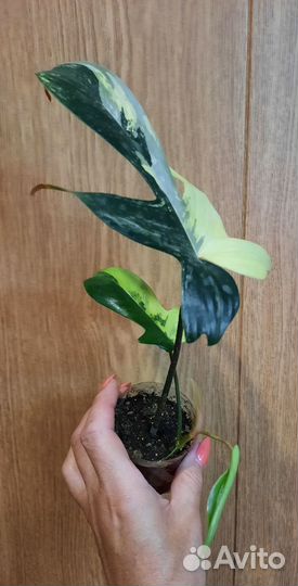 Филодендроны