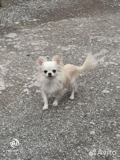 Вязка чихуахуа(кобель)