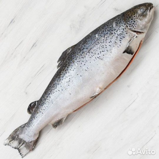 Семга атлант. потр. с головой 4-5кг замороженная