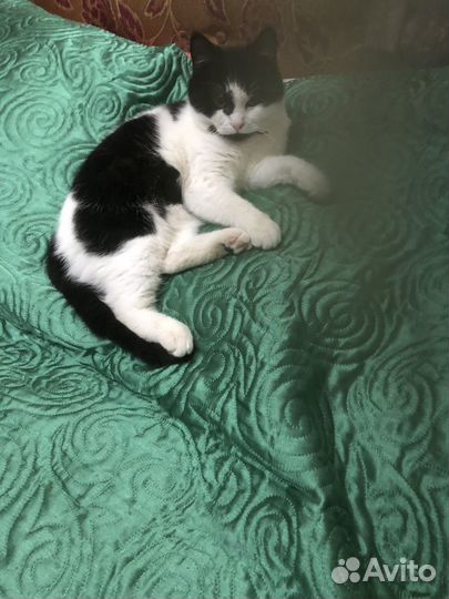 Котик