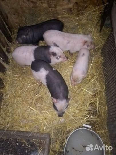 Вьетнамские вислобрюхие поросята