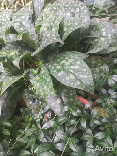 Медуница сахарная