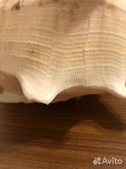 Ракушка морская большая