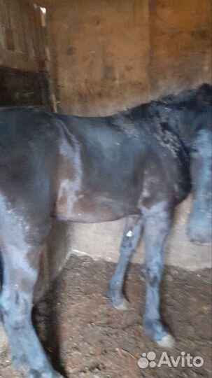 Жеребенок полтора годовалый