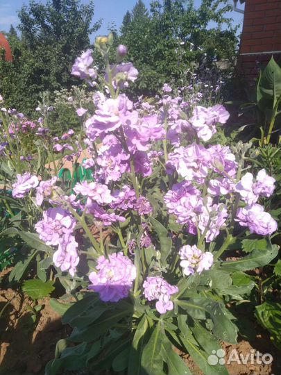 Многолетние цветы