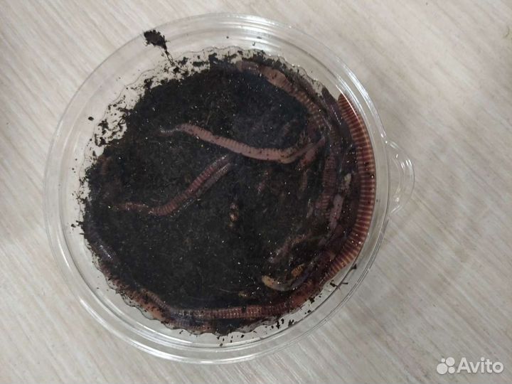 Червь навозный