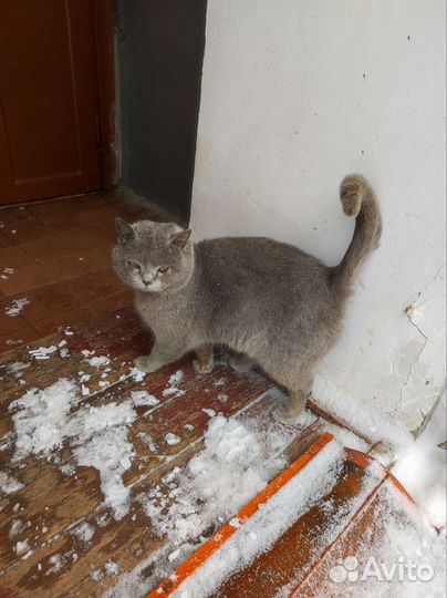 Взрослый кот