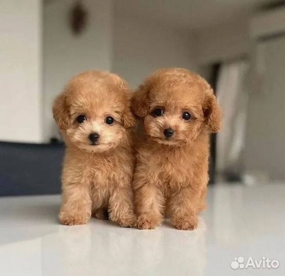 Капучино мальтипу