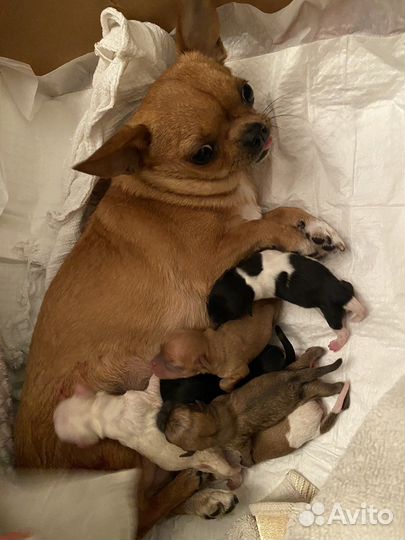 Кастрация котов стерилизация кошек и собак