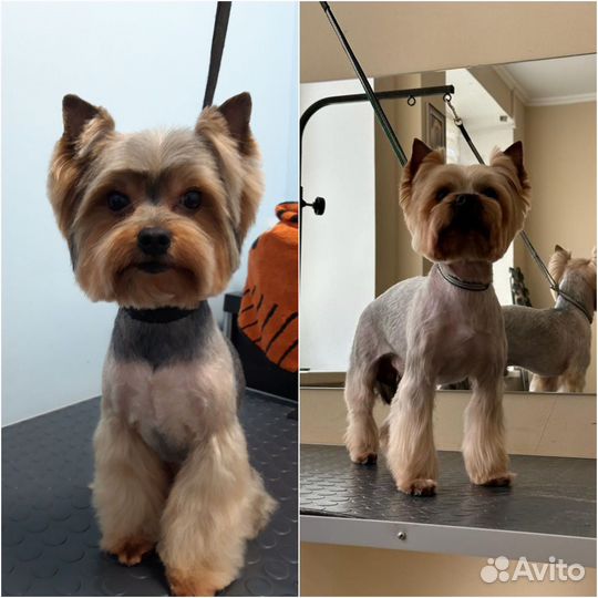 Грумер, стрижка собак, экспресс линька