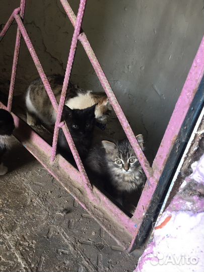Котята в добрые руки