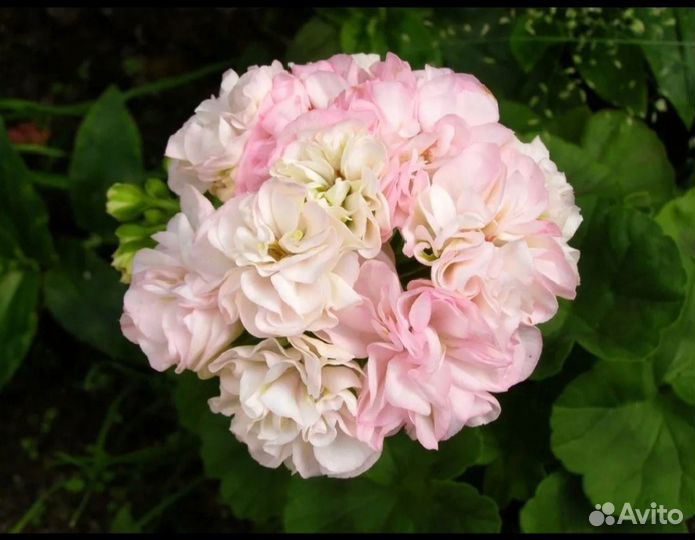 Сортовые пеларгонии