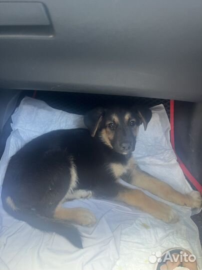 Щенок в добрые руки