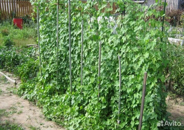 Африканские мини Огурчики семена