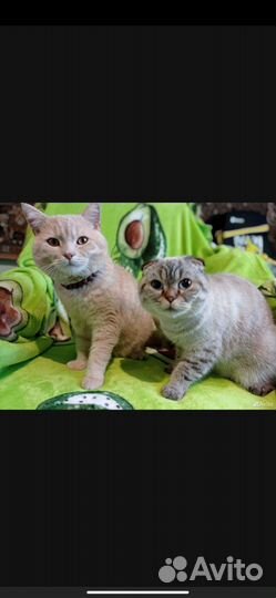 Шотландские котята