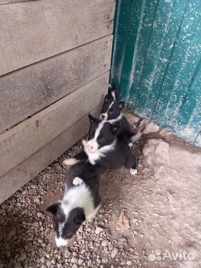 Щенки Русско-европейской лайки