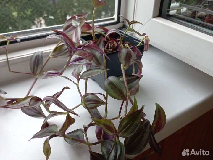 Комнатные растения