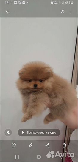 Померанский шпиц