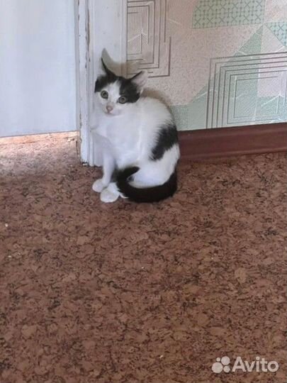 Черно белый котёнок