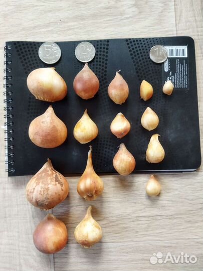 Луковицы тюльпанов ассорти