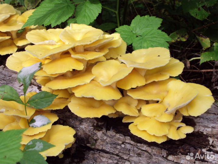 Выращивание вёшенки (семена)