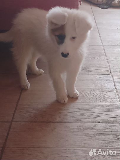 Щеночек ищет дом