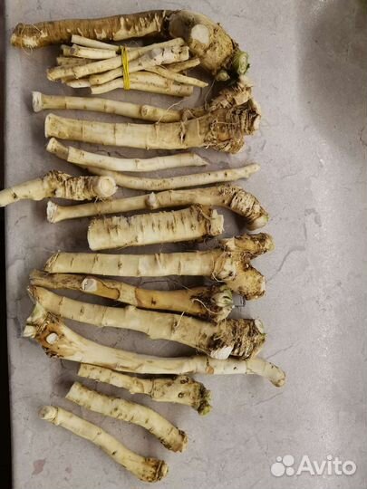 Корень хрена