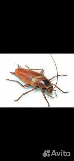 Дезинсекция клопов, тараканов, муравьёв
