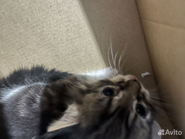 Котенок 2 месяца мальчик