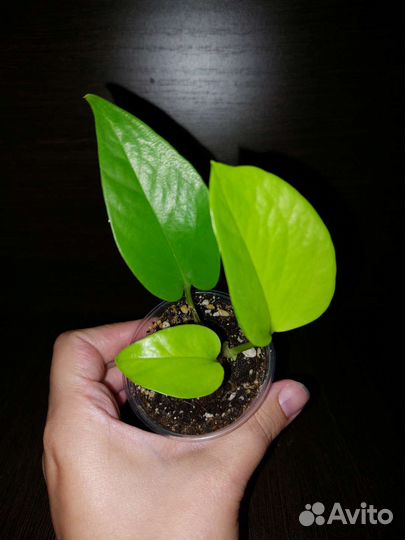 Эпипремнум неон