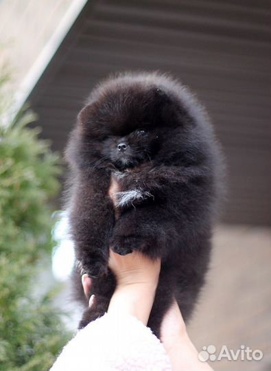 Померанский шпиц малыши