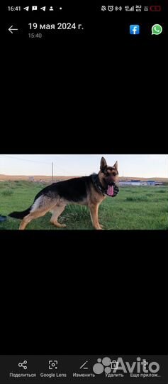 Немецкая овчарка вязка кобель