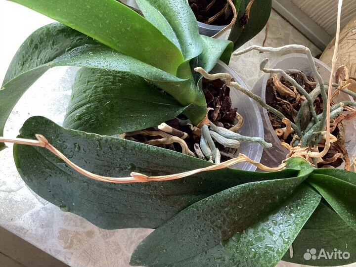 Орхидея фаленопсис