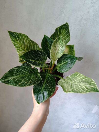Филодендрон Биркин
