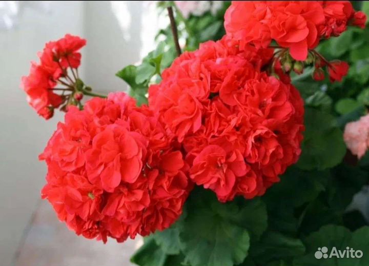 Пеларгония герань сортовая