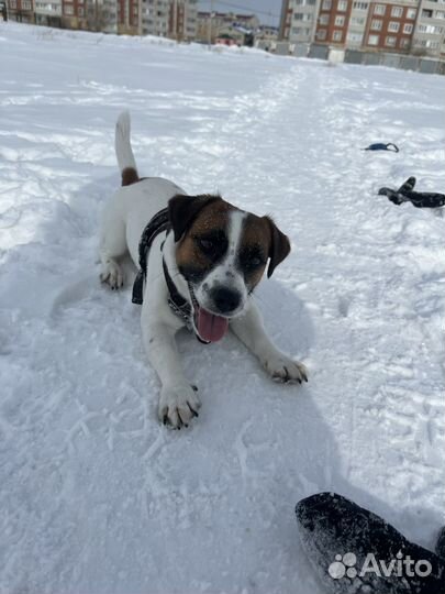 Вязка Джек Рассел терьер