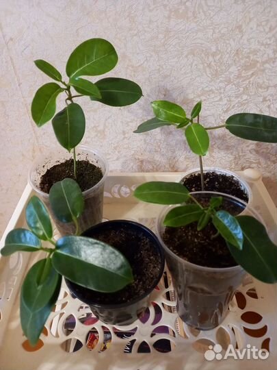 Стефанотис.(Мадагаскарский жасмин)