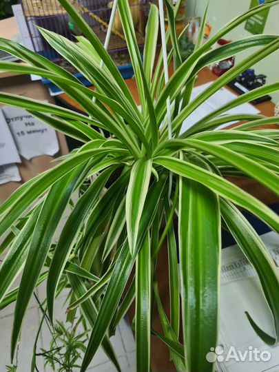 Хлорофитум полосатый