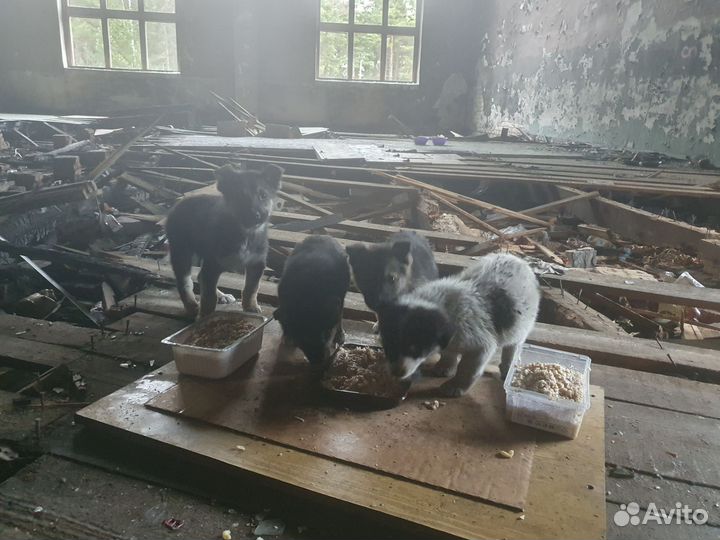 Щенок в добрые руки