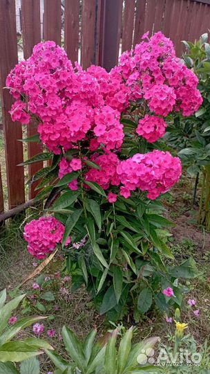 Флокс нереально красивый