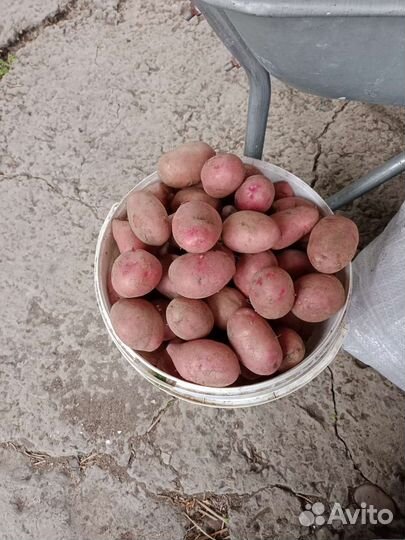 Семенной картофель