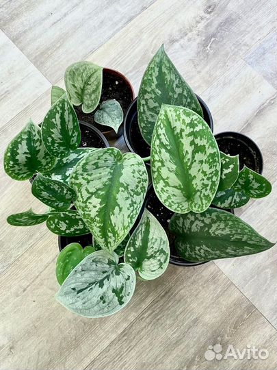 Эпипремнум бархатный 2 сорта